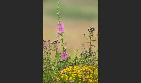 Stockrose spec. (Alcea heldreichii)