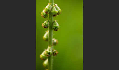 Kleiner Odermennig (Agrimonia eupatoria)