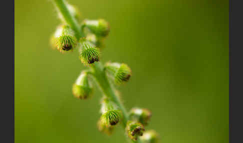 Kleiner Odermennig (Agrimonia eupatoria)