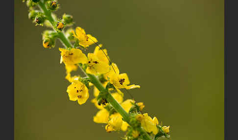 Kleiner Odermennig (Agrimonia eupatoria)