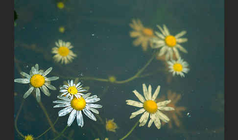 Hundskamille (Anthemis spec.)