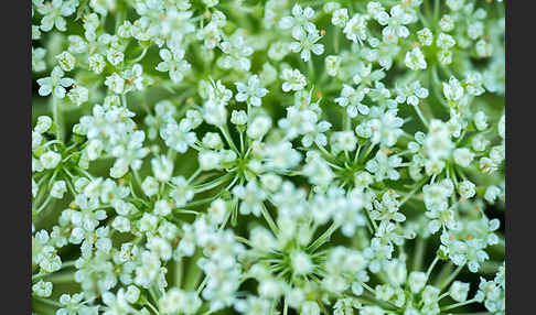 Wilde Möhre (Daucus carota)