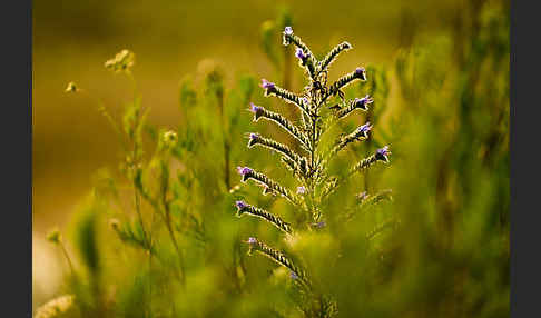 Gewöhnlicher Natternkopf (Echium vulgare)