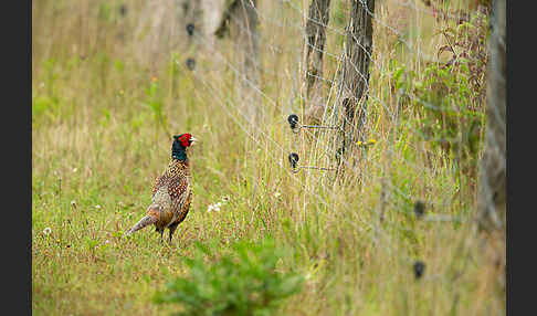 Fasan (Phasianus colchicus)