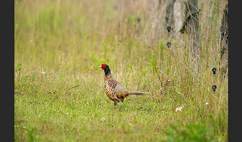 Fasan (Phasianus colchicus)