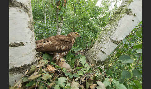 Wespenbussard (Pernis apivorus)