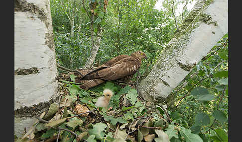 Wespenbussard (Pernis apivorus)