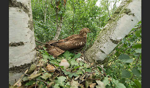 Wespenbussard (Pernis apivorus)