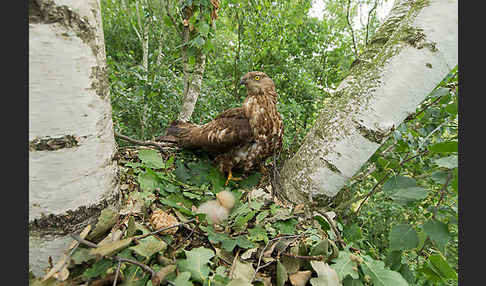 Wespenbussard (Pernis apivorus)