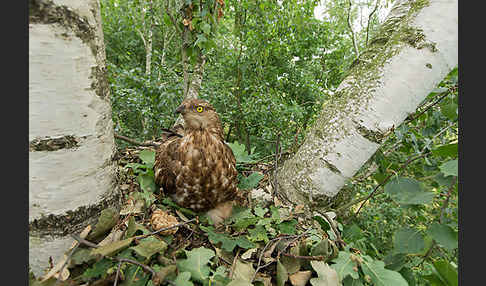 Wespenbussard (Pernis apivorus)