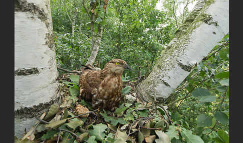 Wespenbussard (Pernis apivorus)