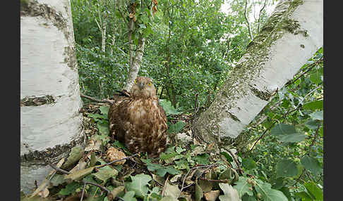 Wespenbussard (Pernis apivorus)