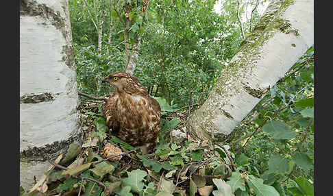 Wespenbussard (Pernis apivorus)