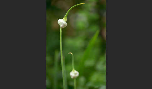 Knoblauch (Allium sativum)