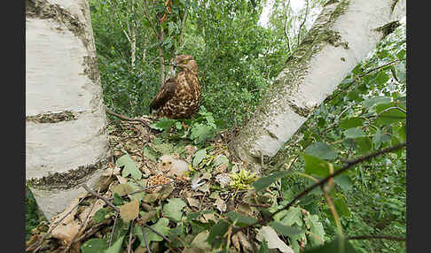 Wespenbussard (Pernis apivorus)