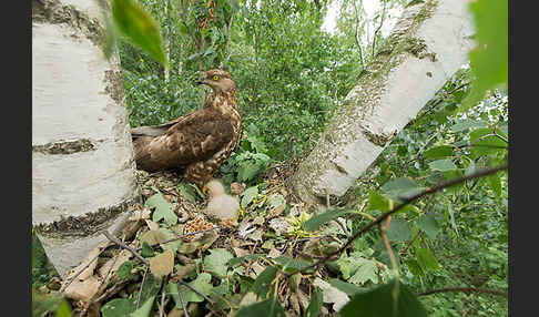 Wespenbussard (Pernis apivorus)