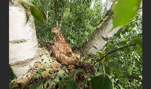 Wespenbussard (Pernis apivorus)