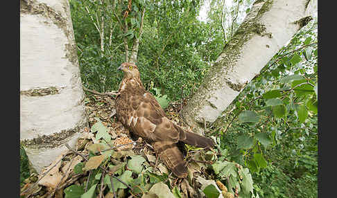 Wespenbussard (Pernis apivorus)