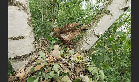 Wespenbussard (Pernis apivorus)