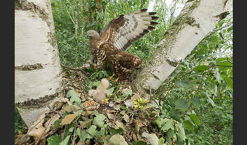 Wespenbussard (Pernis apivorus)