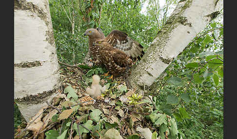 Wespenbussard (Pernis apivorus)