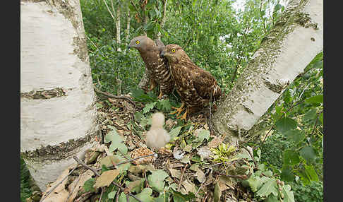 Wespenbussard (Pernis apivorus)