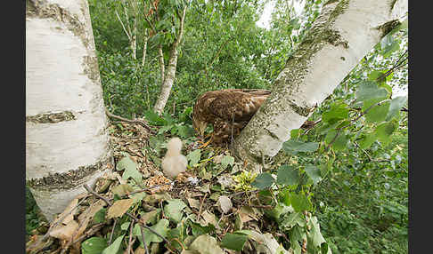 Wespenbussard (Pernis apivorus)