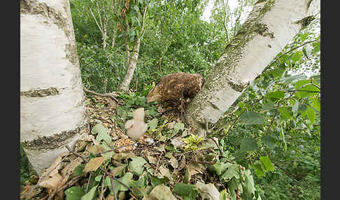 Wespenbussard (Pernis apivorus)