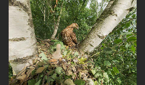 Wespenbussard (Pernis apivorus)