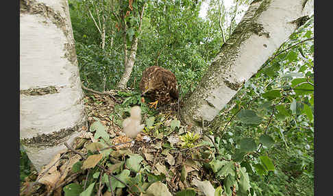 Wespenbussard (Pernis apivorus)