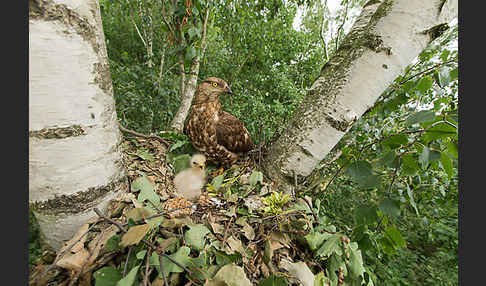 Wespenbussard (Pernis apivorus)