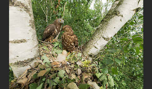 Wespenbussard (Pernis apivorus)