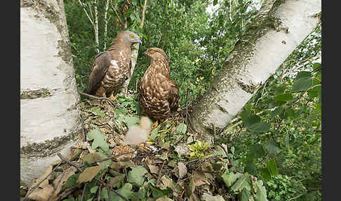 Wespenbussard (Pernis apivorus)