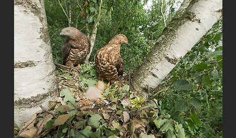 Wespenbussard (Pernis apivorus)