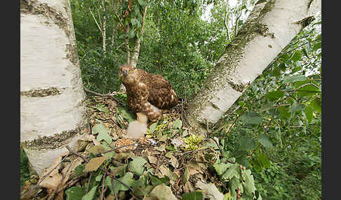 Wespenbussard (Pernis apivorus)