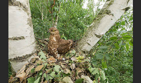 Wespenbussard (Pernis apivorus)