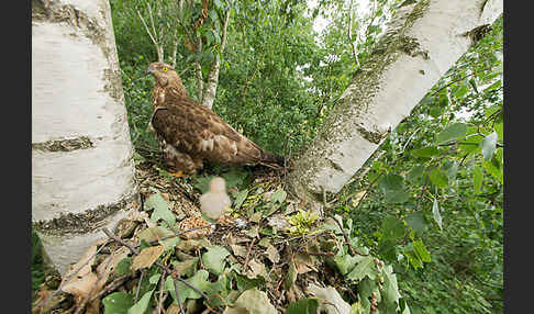 Wespenbussard (Pernis apivorus)