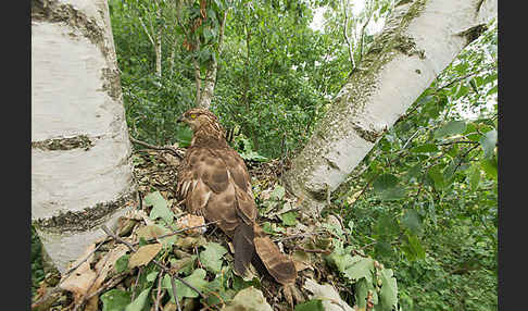 Wespenbussard (Pernis apivorus)