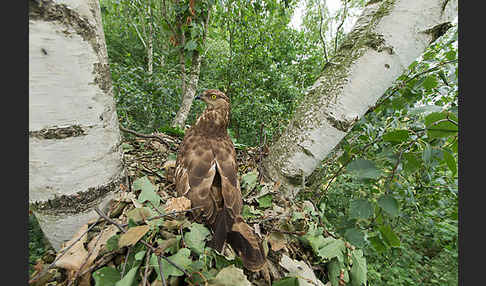 Wespenbussard (Pernis apivorus)