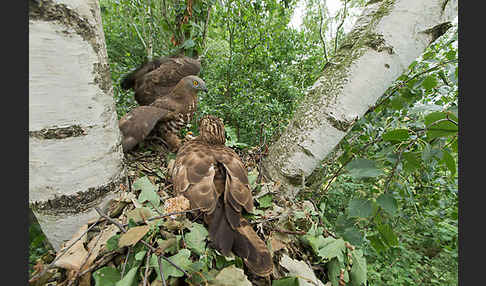 Wespenbussard (Pernis apivorus)