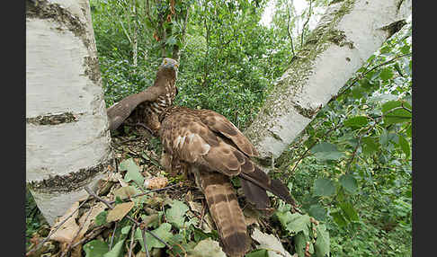 Wespenbussard (Pernis apivorus)