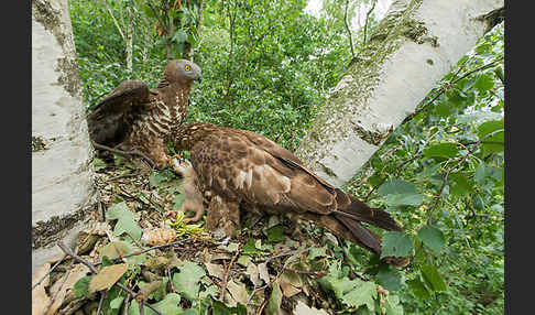 Wespenbussard (Pernis apivorus)