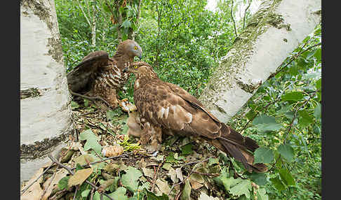 Wespenbussard (Pernis apivorus)