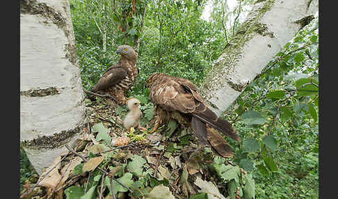 Wespenbussard (Pernis apivorus)