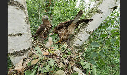 Wespenbussard (Pernis apivorus)