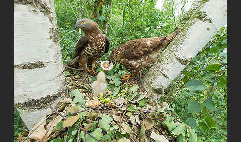 Wespenbussard (Pernis apivorus)