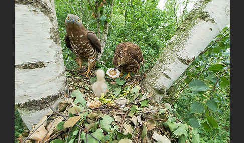 Wespenbussard (Pernis apivorus)