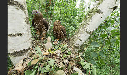 Wespenbussard (Pernis apivorus)