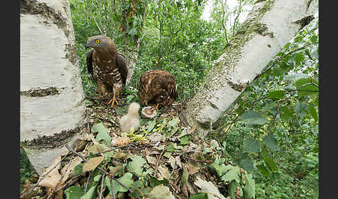 Wespenbussard (Pernis apivorus)