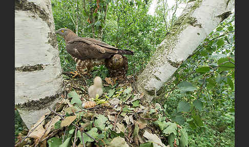 Wespenbussard (Pernis apivorus)